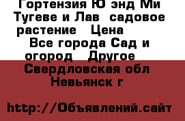 Гортензия Ю энд Ми Тугеве и Лав, садовое растение › Цена ­ 550 - Все города Сад и огород » Другое   . Свердловская обл.,Невьянск г.